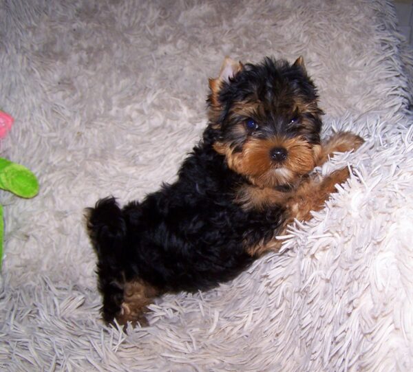 Tino Yorkshire Terrier Tino Yorkshire Terrier