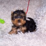 Tino-male-yorkshire-terrier-puppy-for-sale- (4)