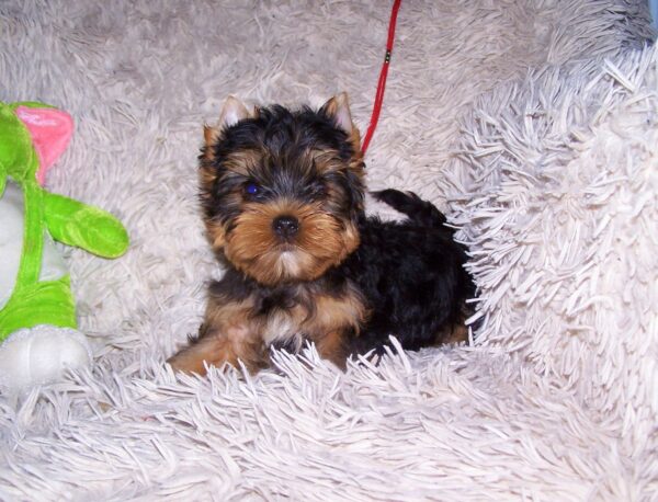 Tino Yorkshire Terrier Tino Yorkshire Terrier