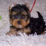 Tino-male-yorkshire-terrier-puppy-for-sale- (5)