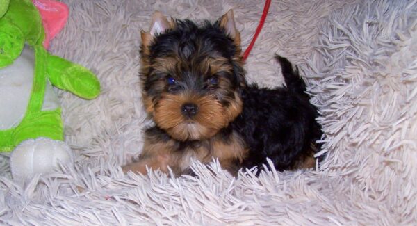 Tino Yorkshire Terrier Tino Yorkshire Terrier