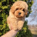 Toby-male-Maltipoo-puppy-for-sale-1