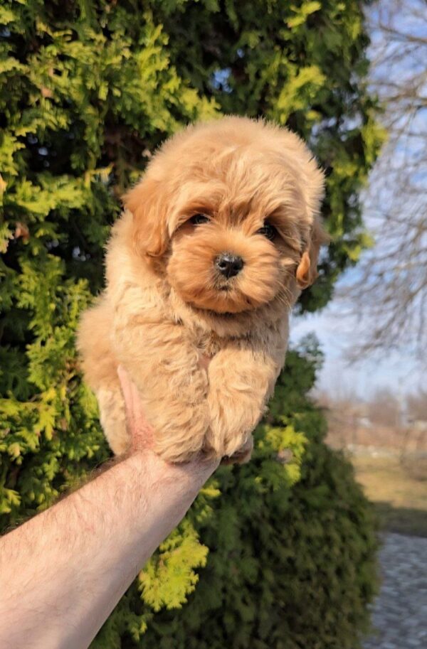 Toby Maltipoo Toby Maltipoo