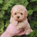 Toby-male-Maltipoo-puppy-for-sale-2