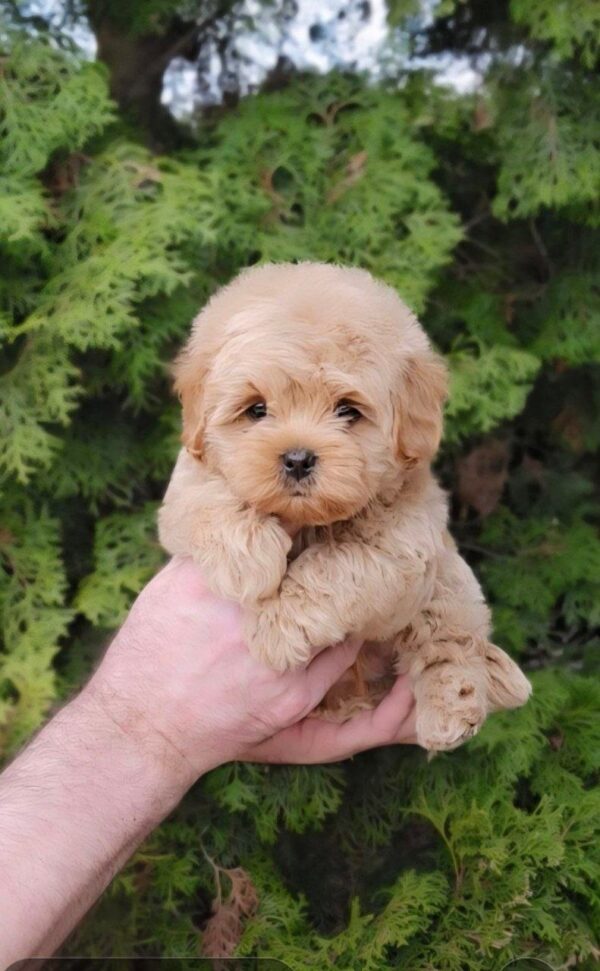 Toby Maltipoo Toby Maltipoo