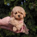 Toby-male-Maltipoo-puppy-for-sale-3