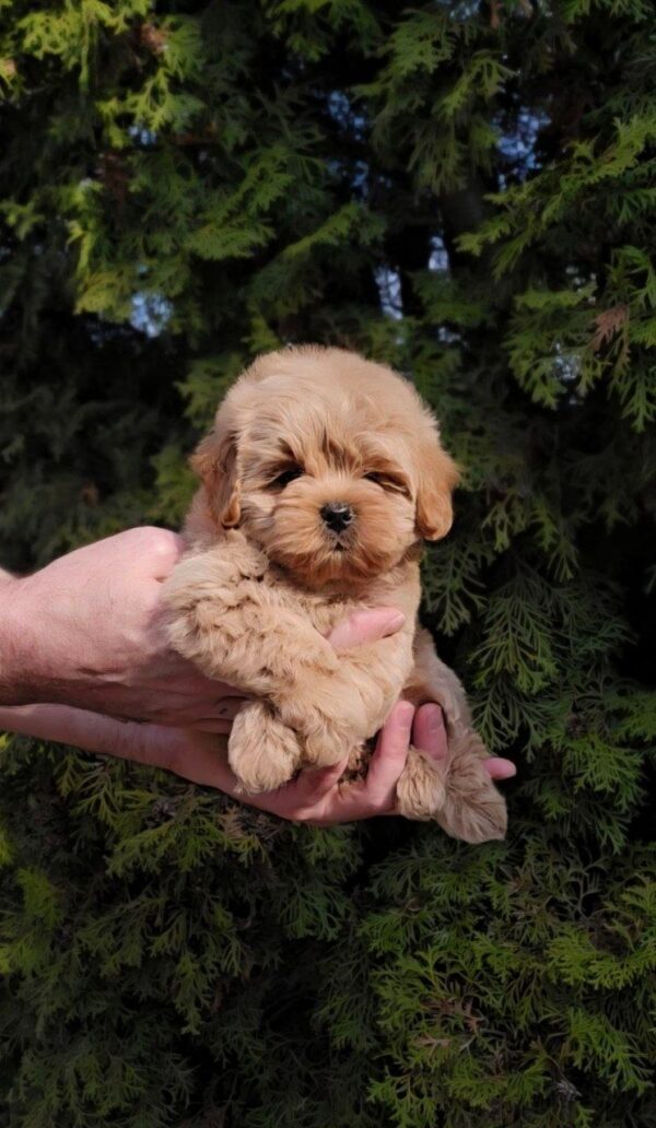 Toby Maltipoo Toby Maltipoo