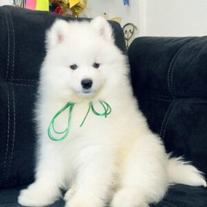 Tokyo Samoyed Tokyo Samoyed