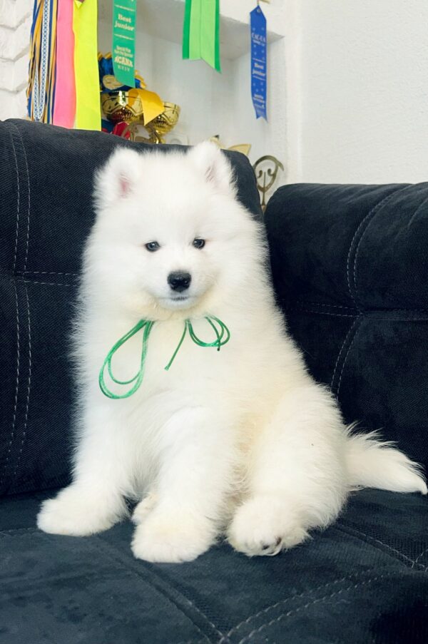 Tokyo Samoyed Tokyo Samoyed