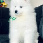 Tokyo-male-Samoyed-puppy-for-sale-2