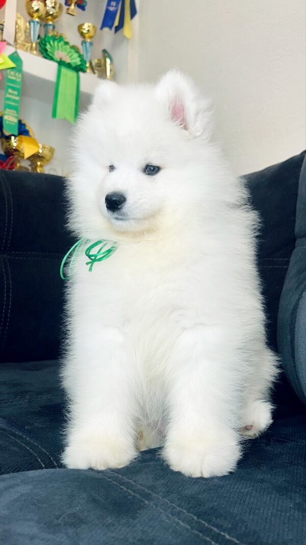 Tokyo Samoyed Tokyo Samoyed