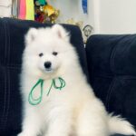 Tokyo-male-Samoyed-puppy-for-sale-3