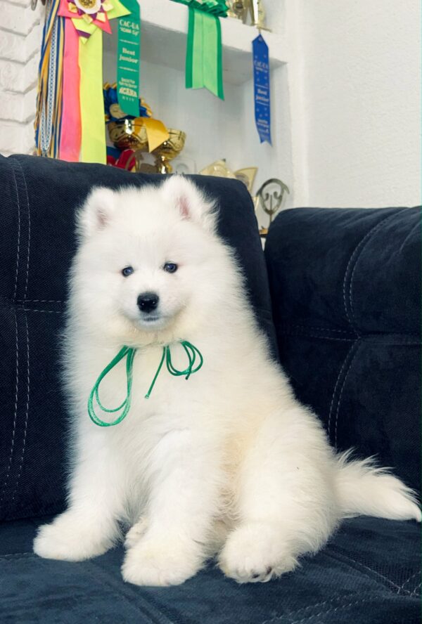 Tokyo Samoyed Tokyo Samoyed
