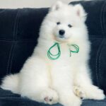 Tokyo-male-Samoyed-puppy-for-sale-4