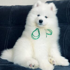 Tokyo Samoyed Tokyo Samoyed