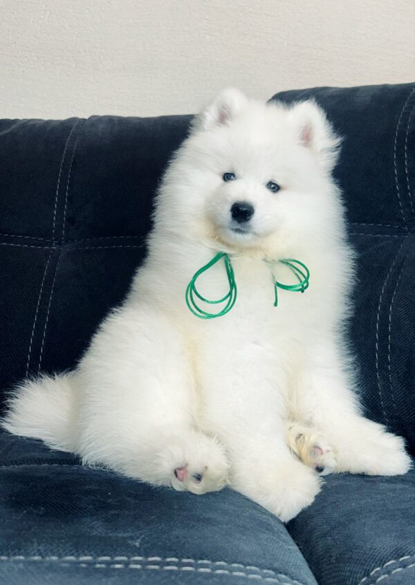 Tokyo Samoyed Tokyo Samoyed