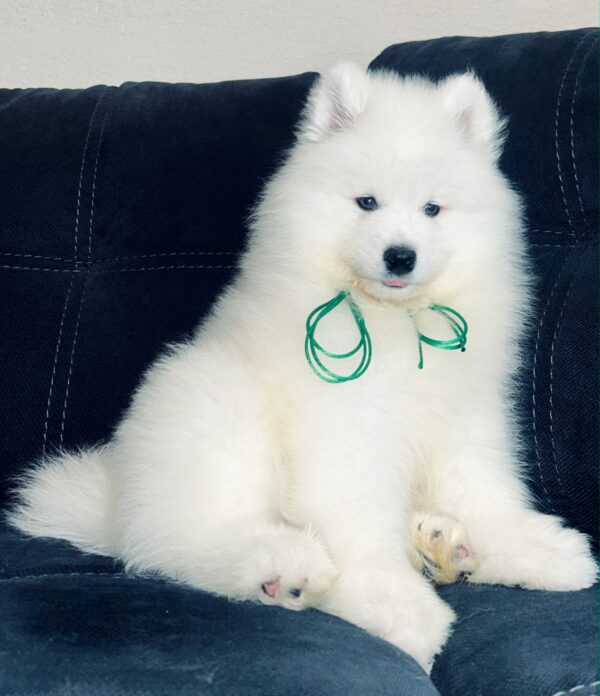 Tokyo Samoyed Tokyo Samoyed