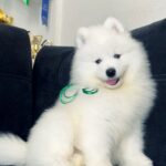 Tokyo-male-Samoyed-puppy-for-sale-6