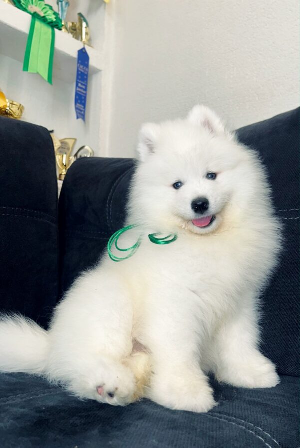 Tokyo Samoyed Tokyo Samoyed
