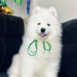 Tokyo-male-Samoyed-puppy-for-sale-7