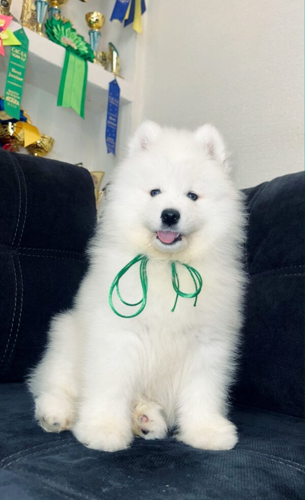 Tokyo Samoyed Tokyo Samoyed
