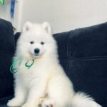 Tokyo-male-Samoyed-puppy-for-sale-8