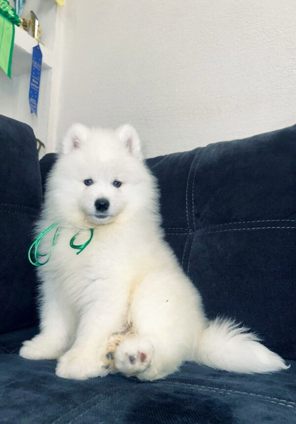 Tokyo Samoyed Tokyo Samoyed