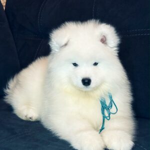 Tores Samoyed Tores Samoyed