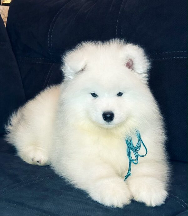 Tores Samoyed Tores Samoyed