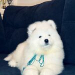 Tores-male-Samoyed-puppy-for-sale-2
