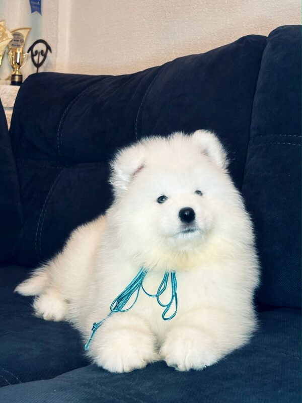 Tores Samoyed Tores Samoyed