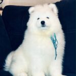 Tores-male-Samoyed-puppy-for-sale-3