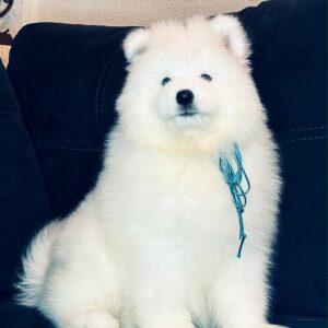 Tores Samoyed Tores Samoyed