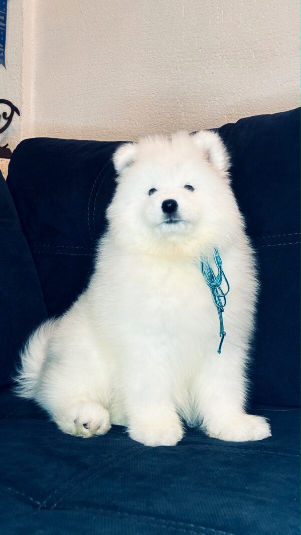 Tores Samoyed Tores Samoyed