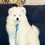 Tores-male-Samoyed-puppy-for-sale-4