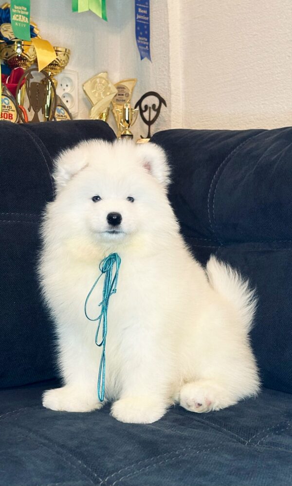 Tores Samoyed Tores Samoyed