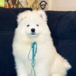Tores-male-Samoyed-puppy-for-sale-5