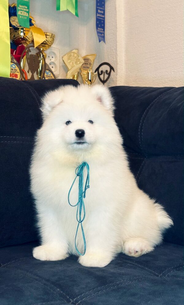 Tores Samoyed Tores Samoyed