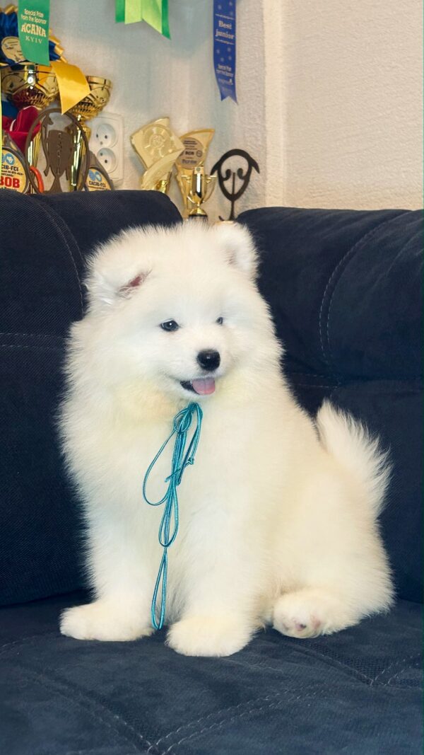 Tores Samoyed Tores Samoyed