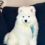 Tores-male-Samoyed-puppy-for-sale-7