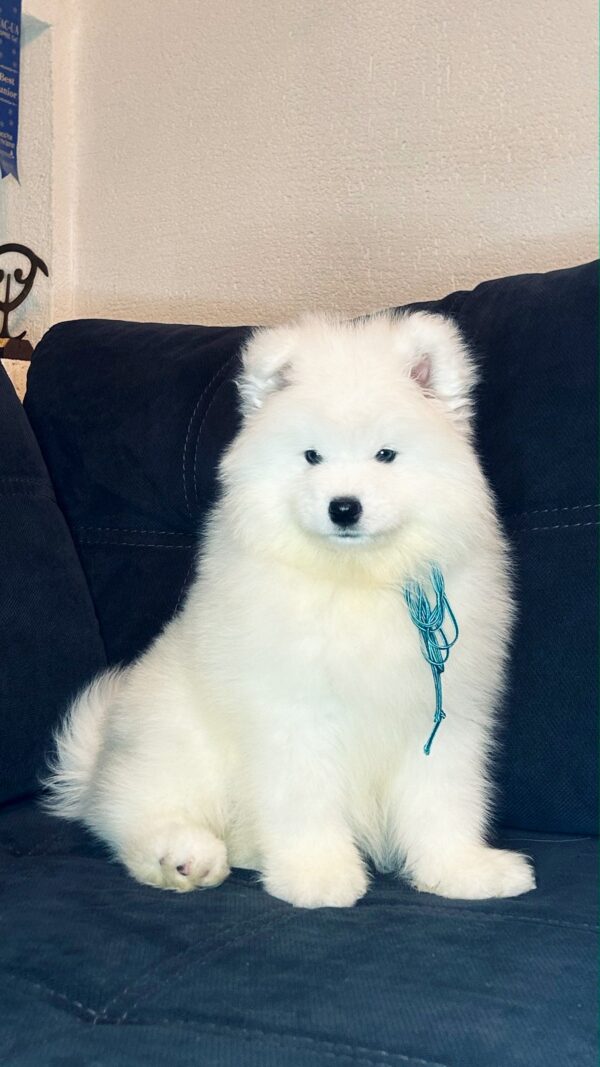 Tores Samoyed Tores Samoyed
