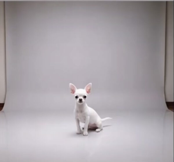 Uayt Chihuahua Uayt Chihuahua