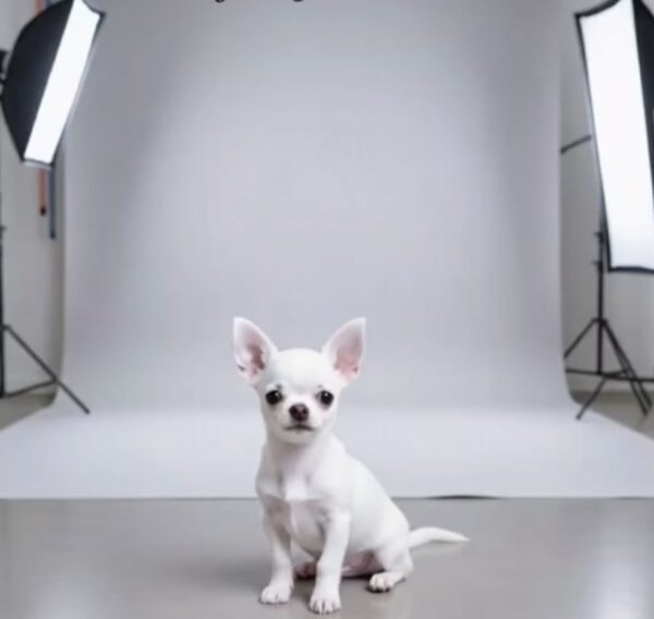 Uayt Chihuahua Uayt Chihuahua