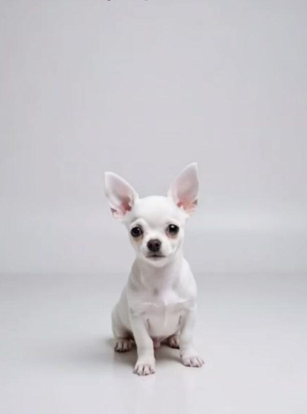 Uayt Chihuahua Uayt Chihuahua