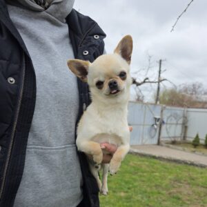 Uchar Chihuahua Uchar Chihuahua