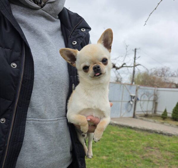 Uchar Chihuahua Uchar Chihuahua