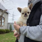 Uchar-male-chihuahua-puppy-for-sale-1 (2)