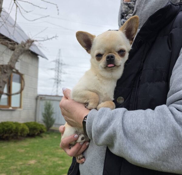 Uchar Chihuahua Uchar Chihuahua