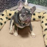 Ucka-female-French-bulldog-puppy-for-sale-1