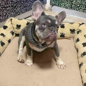 Ucka French Bulldog Ucka French Bulldog
